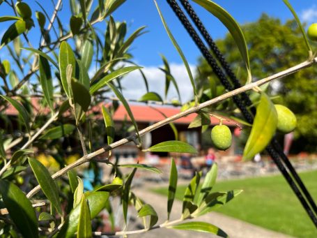 Mediterraner Flair am Krummweiher.