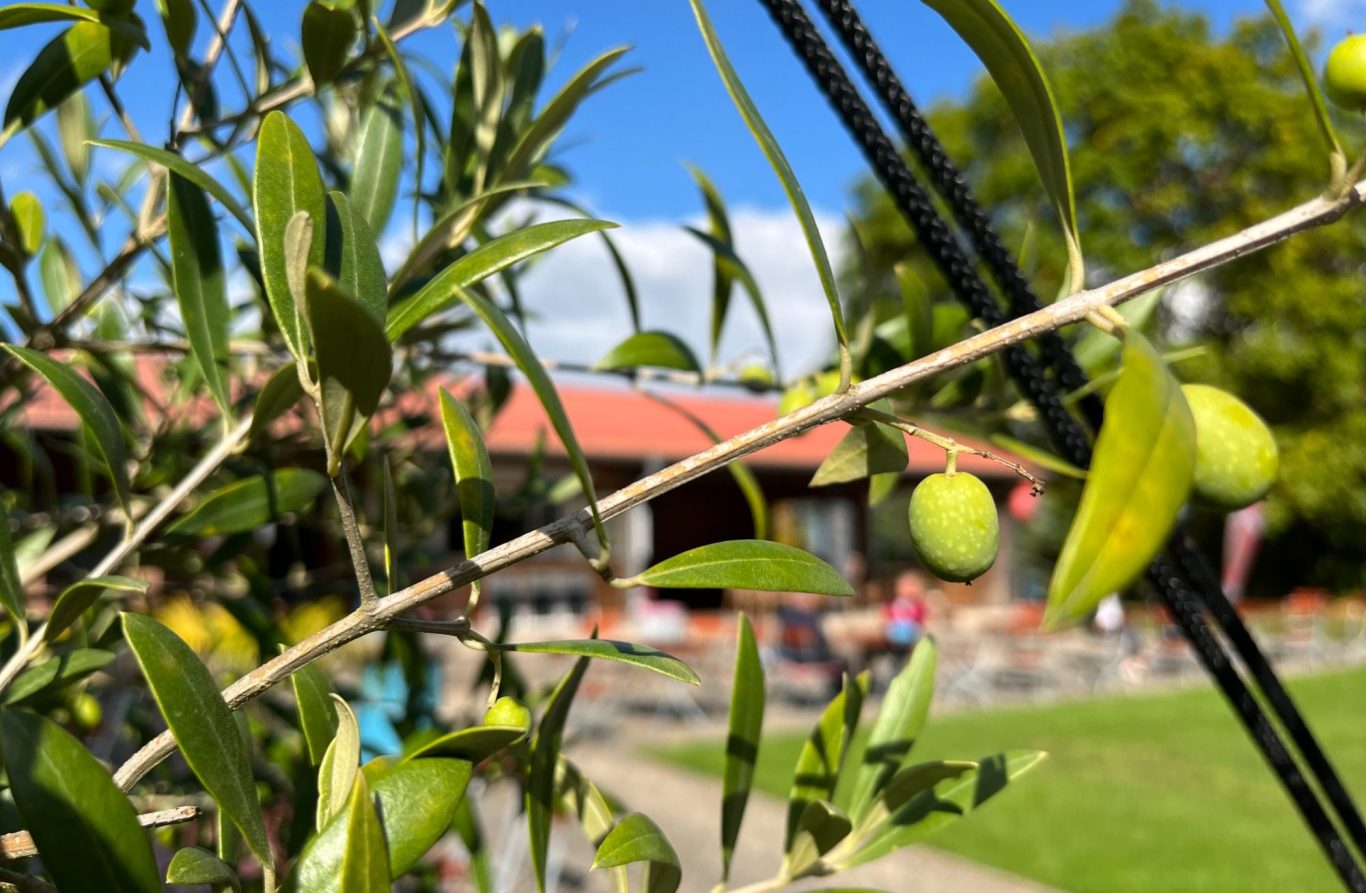 Apfelweinkuchen mit Sahnehaube und Kakao-Pulver bestäubt.